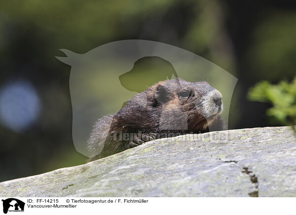 Vancouver-Murmeltier / Vancouver Island marmot / FF-14215