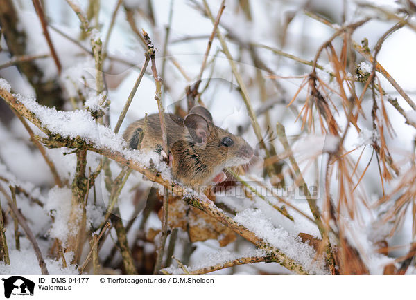 Waldmaus / long-tailed field mouse / DMS-04477