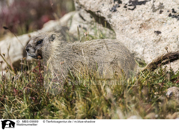 Waldmurmeltier / woodchuck / MBS-09889