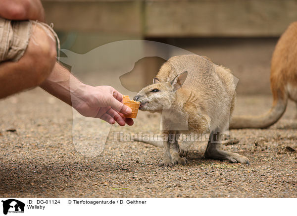 Wallaby / Wallaby / DG-01124