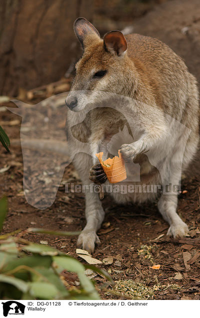 Wallaby / Wallaby / DG-01128