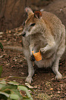 Wallaby