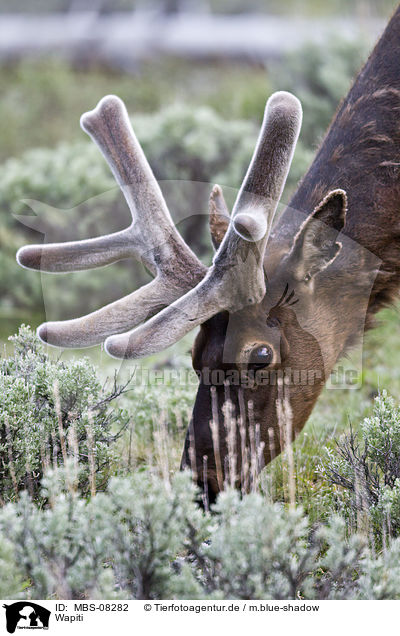 Wapiti / American elk / MBS-08282