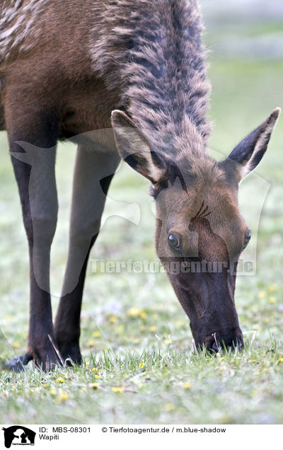 Wapiti / American elk / MBS-08301