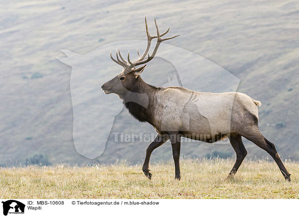 Wapiti / American elk / MBS-10608