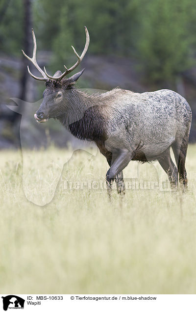 Wapiti / American elk / MBS-10633
