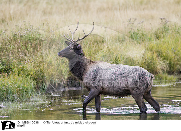 Wapiti / American elk / MBS-10638