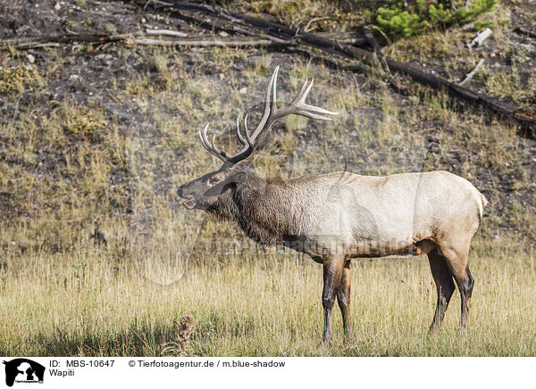 Wapiti / American elk / MBS-10647