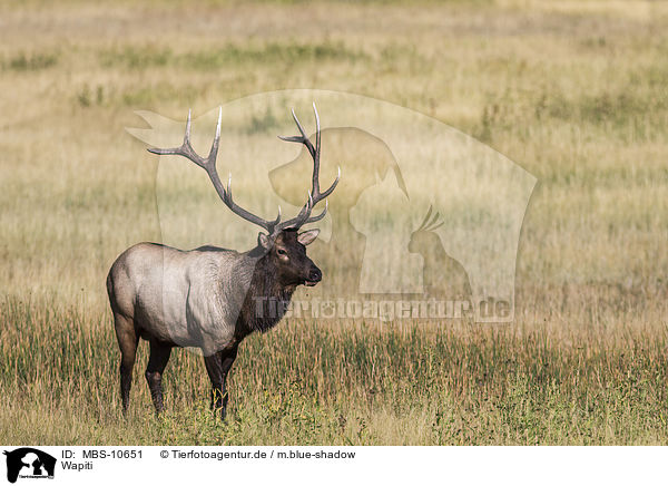 Wapiti / American elk / MBS-10651