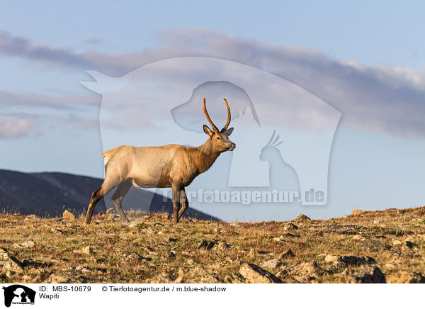 Wapiti / American elk / MBS-10679