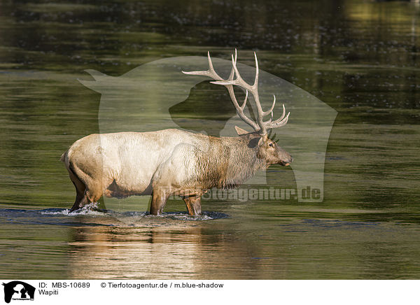 Wapiti / American elk / MBS-10689