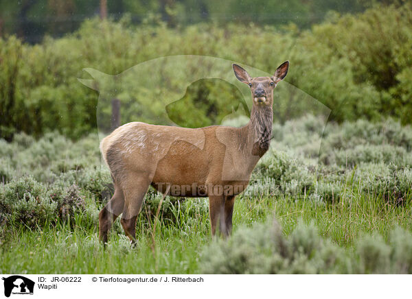 Wapiti / JR-06222