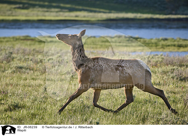 Wapiti / American elk / JR-06239