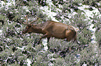 Wapiti