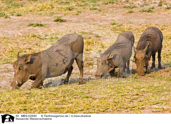 fressende Warzenschweine / eating warthogs / MBS-02690