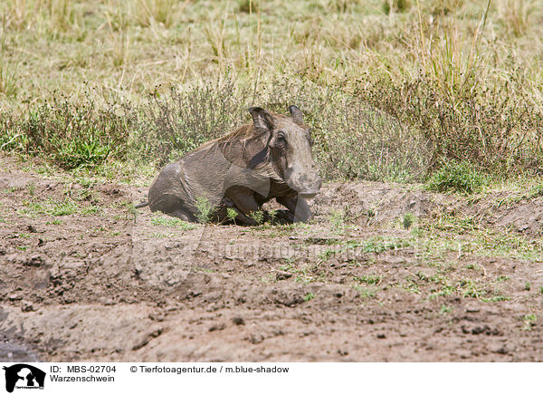 Warzenschwein / MBS-02704