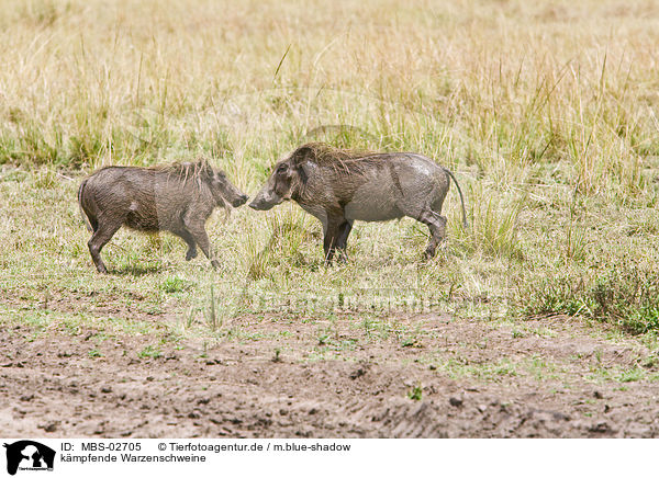 kmpfende Warzenschweine / fighting warthogs / MBS-02705