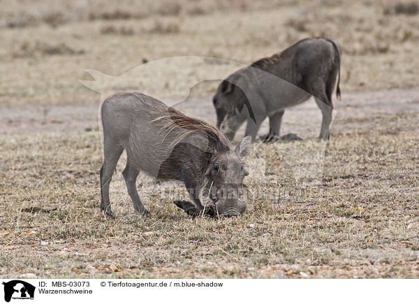 Warzenschweine / warthogs / MBS-03073