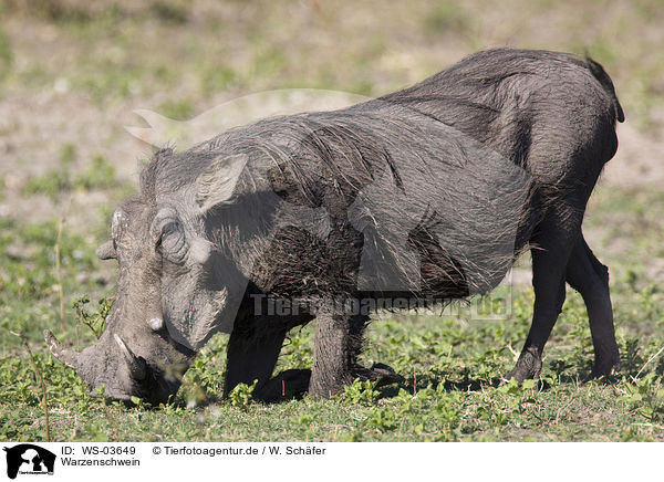 Warzenschwein / warthog / WS-03649