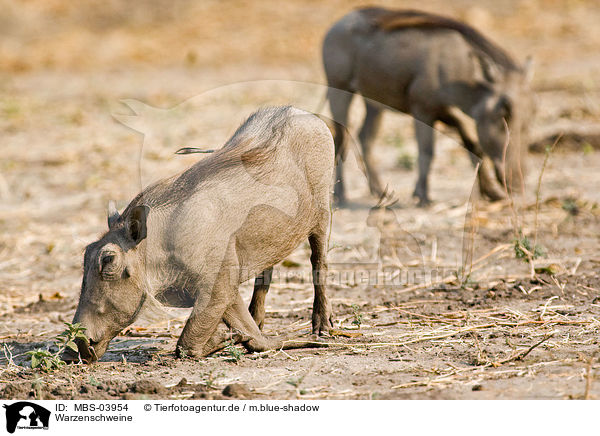 Warzenschweine / warthogs / MBS-03954