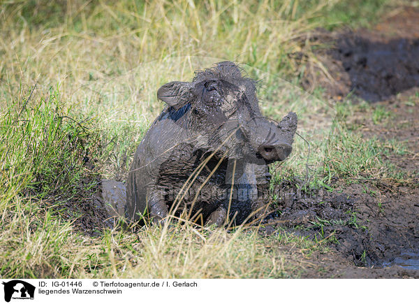 liegendes Warzenschwein / IG-01446