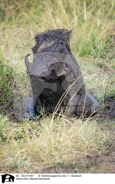 sitzendes Warzenschwein / sitting Warthog / IG-01447