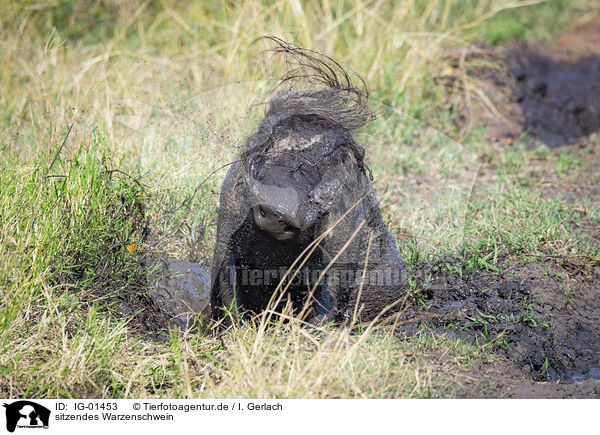 sitzendes Warzenschwein / sitting Warthog / IG-01453