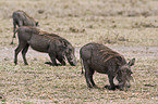 Warzenschweine