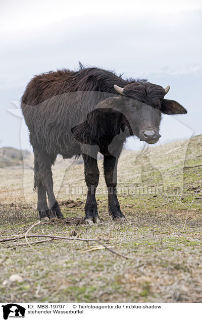 stehender Wasserbffel / standing Water Buffalo / MBS-19797