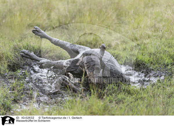 Wasserbffel im Schlamm / Water Buffalo in the sludge / IG-02632
