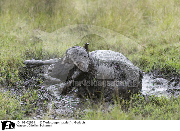 Wasserbffel im Schlamm / Water Buffalo in the sludge / IG-02634