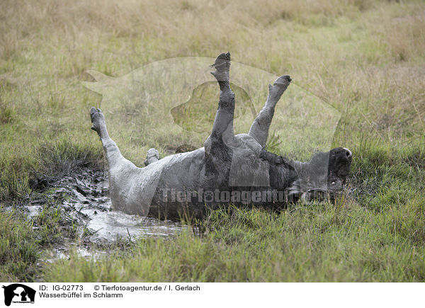 Wasserbffel im Schlamm / Water Buffalo in the sludge / IG-02773