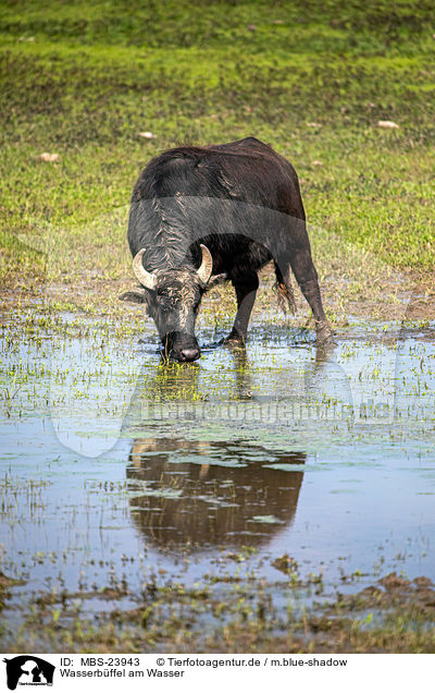 Wasserbffel am Wasser / Water buffalo on the water / MBS-23943