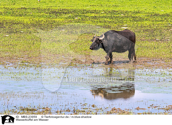 Wasserbffel am Wasser / Water buffalo on the water / MBS-23959