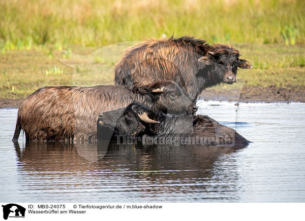 Wasserbffel am Wasser / Water buffalo on the water / MBS-24075