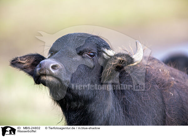 Wasserbffel / water buffalo / MBS-24802