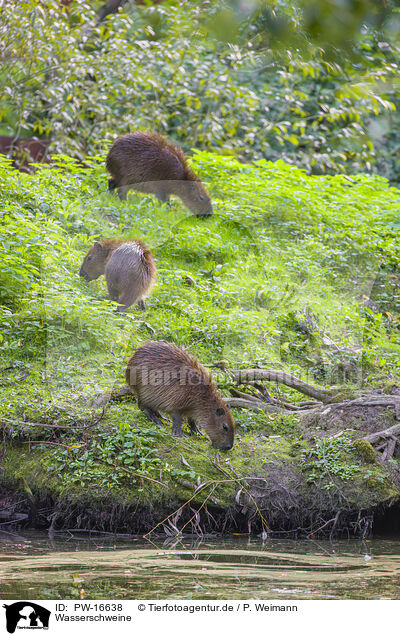 Wasserschweine / Capybaras / PW-16638