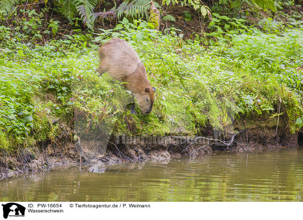 Wasserschwein / Capybara / PW-16654