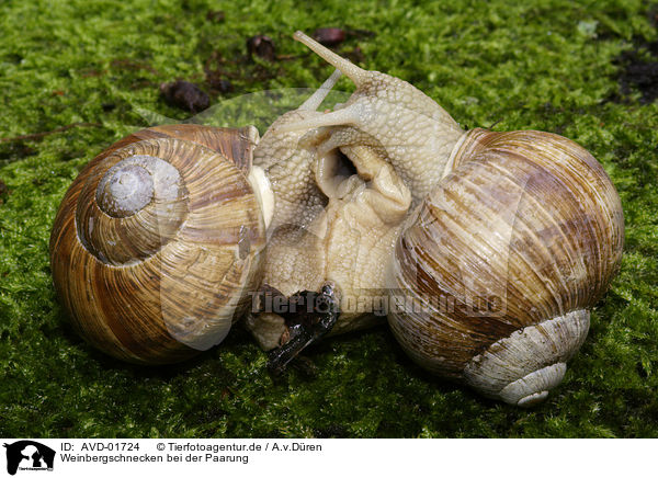 Weinbergschnecken bei der Paarung / mating snails / AVD-01724