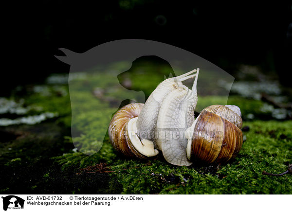 Weinbergschnecken bei der Paarung / mating snails / AVD-01732
