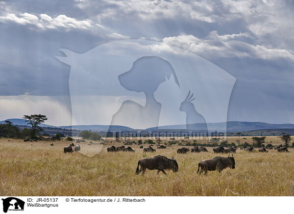 Weibartgnus / eastern white-bearded wildebeests / JR-05137