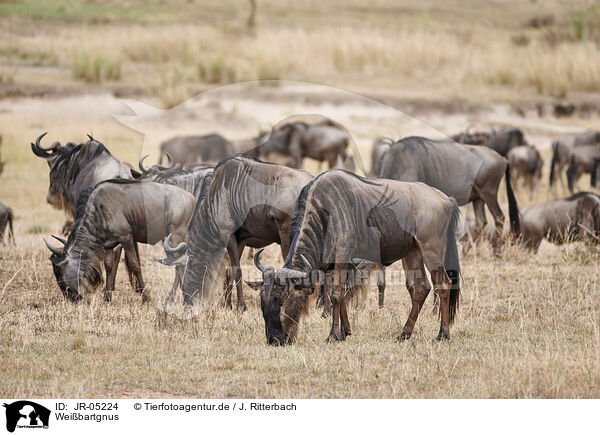 Weibartgnus / eastern white-bearded wildebeests / JR-05224