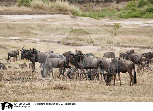 Weibartgnus / eastern white-bearded wildebeests / JR-05226