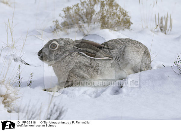 Weiflankenhase im Schnee / white-sided Jackrabbit in the snow / FF-09318