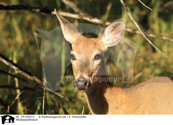Weiwedelhirsch / white-tailed deer / FF-04513