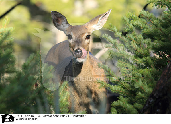 Weiwedelhirsch / white-tailed deer / FF-04516