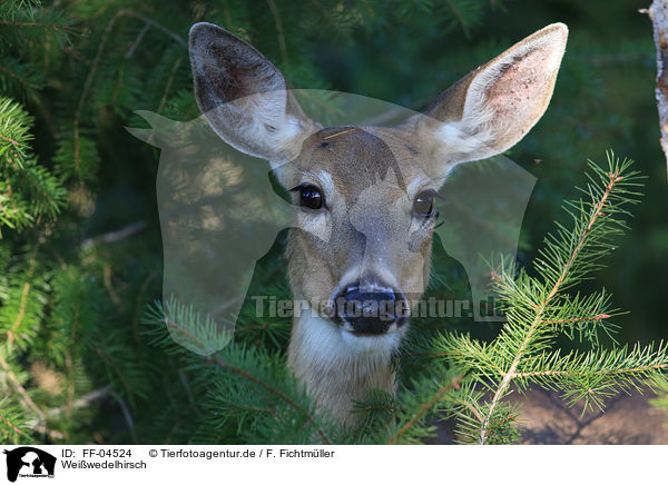 Weiwedelhirsch / white-tailed deer / FF-04524