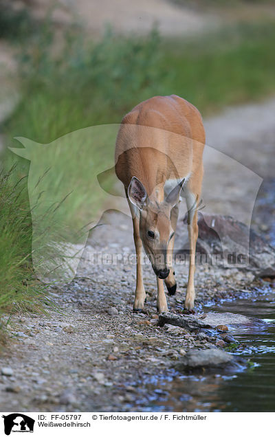Weiwedelhirsch / white-tailed deer / FF-05797