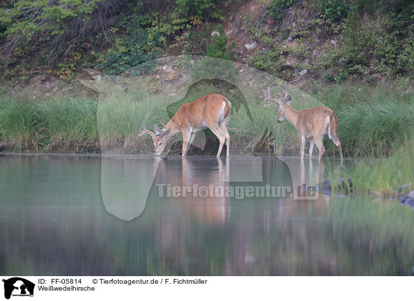 Weiwedelhirsche / white-tailed deer / FF-05814