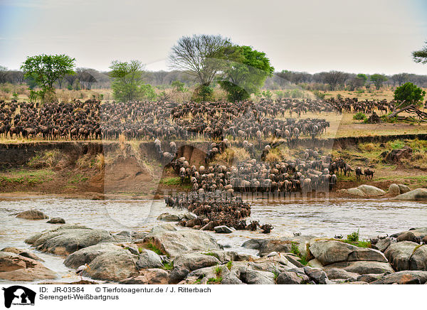 Serengeti-Weibartgnus / JR-03584